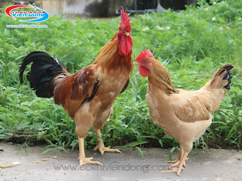 máy nhổ lông gà